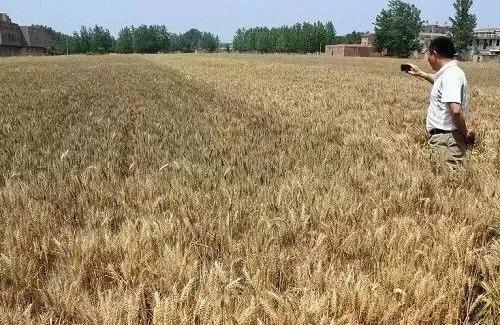 论土壤修复的突破点! 论土壤修复的突破点!