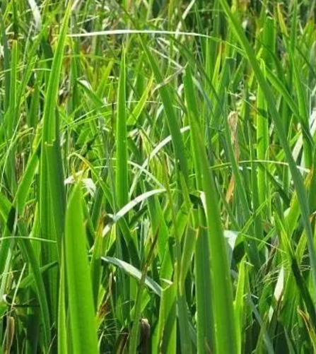 湿地植物篇——菖蒲