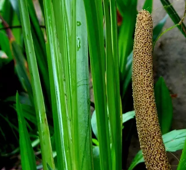 湿地植物篇——菖蒲