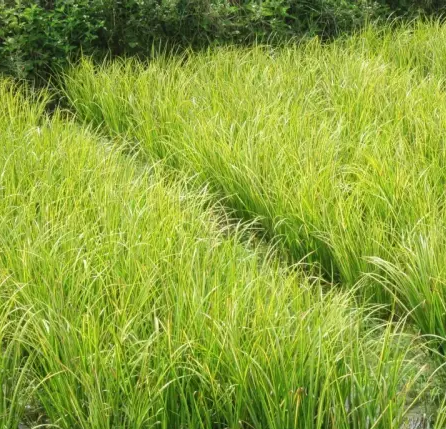 湿地植物篇——菖蒲