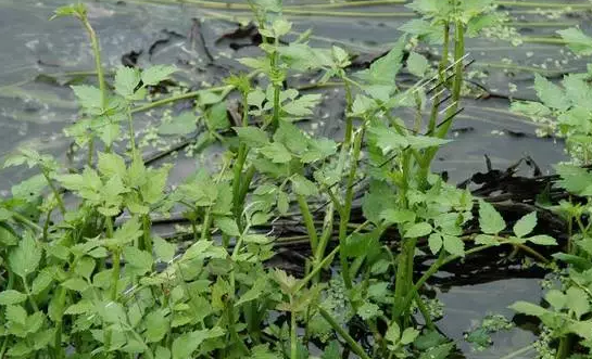 湿地植物篇——水芹