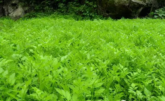 湿地植物篇——水芹