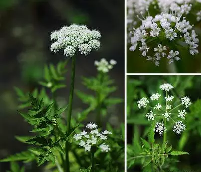 湿地植物篇——水芹