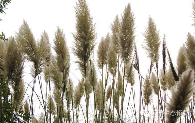 湿地植物篇——芦苇