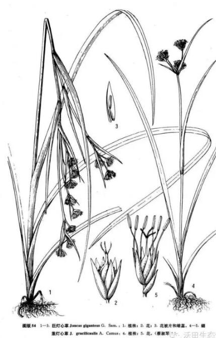 湿地植物篇——灯心草