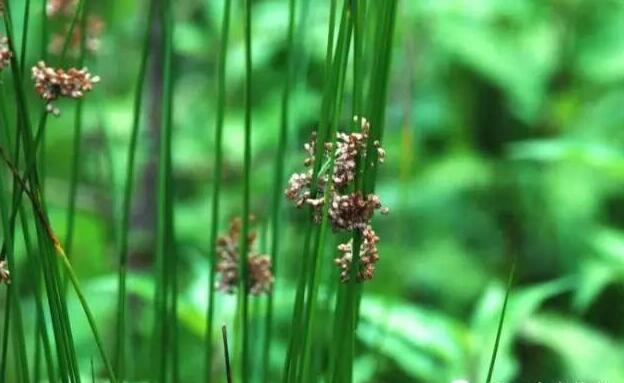 湿地植物篇——灯心草